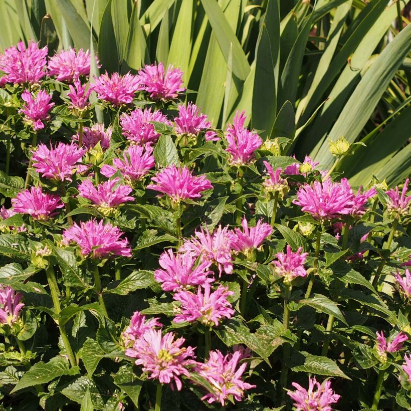 Monarda Petite Delight - Monarda (Fioritura)