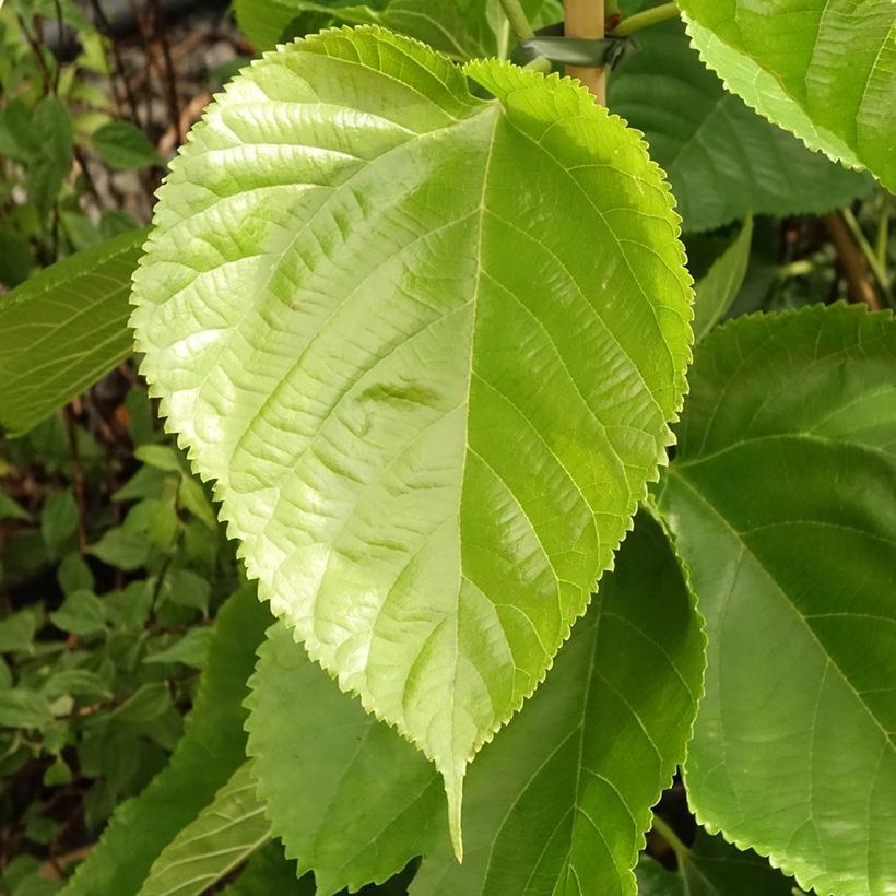 Gelso comune Giant Fruit (Fogliame)