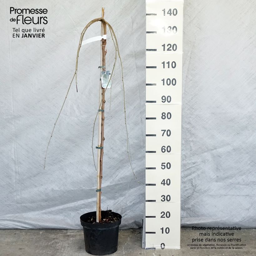 Morus alba Pendula - Mûrier blanc pleureur Pot de 7.5L Tige esemplare consegnato in inverno