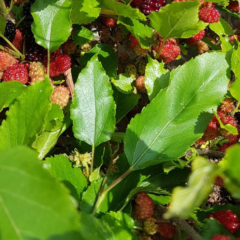 Morus rotundiloba Bonbonberry ‘Mojo Berry’ - Gelso (Fogliame)