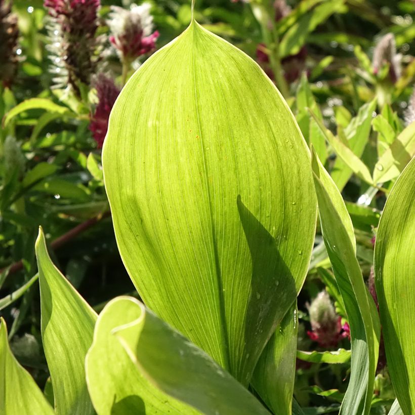 Convallaria majalis Hardwick Hall - Mughetto (Fogliame)