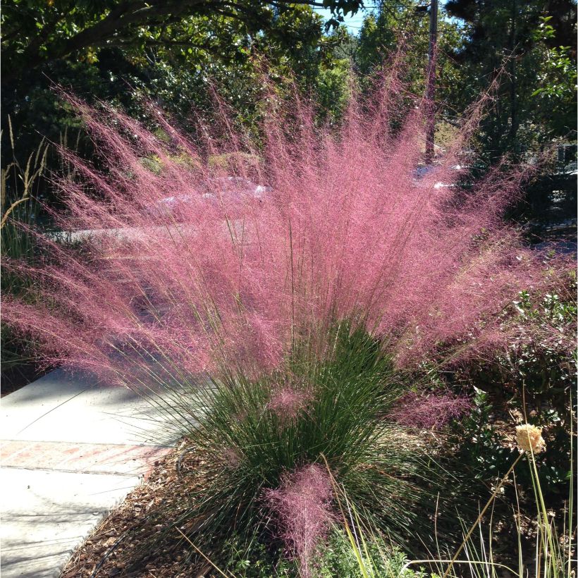 Muhlenbergia capillaris (Porto)