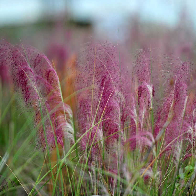 Muhlenbergia capillaris (Fioritura)