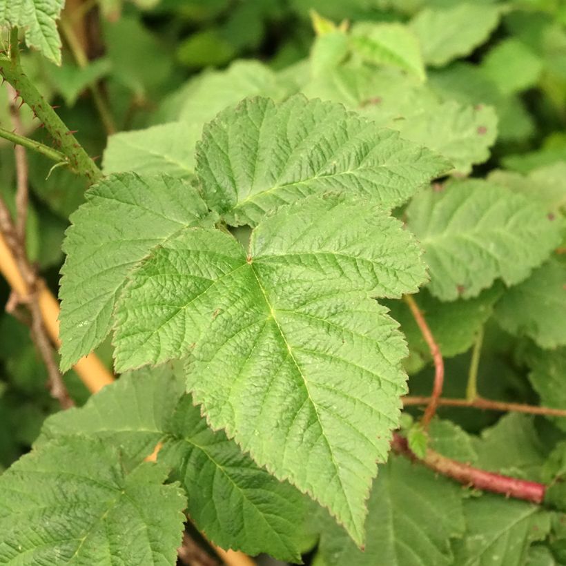 Mora Medana Tayberry (Fogliame)