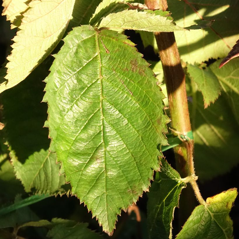 Rubus fruticosus Lucky Berry - Rovo nano (Fogliame)