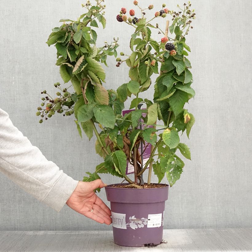 Esemplare di Mûre naine Lucky Berry - Rubus fruticosus - Pot de 4L/5L  come consegnato in autunno