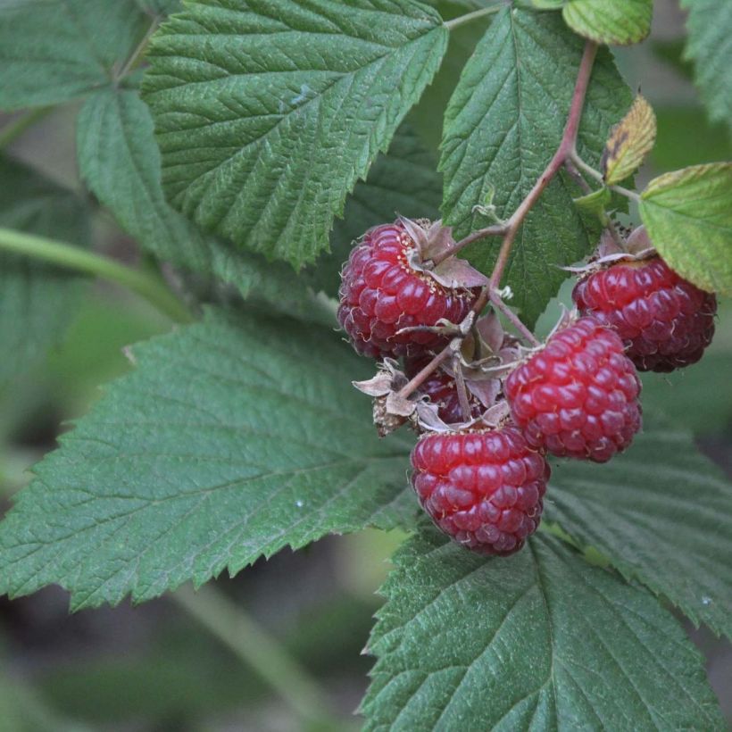 Rubus x loganobaccus Loganberry - Loganberry (Fogliame)