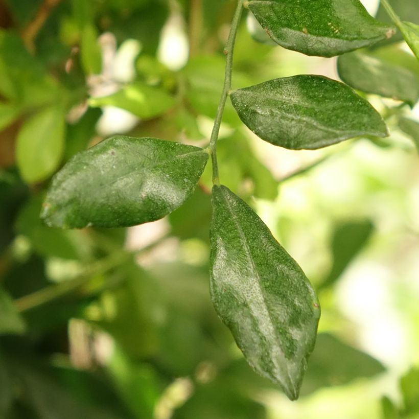 Murraya paniculata (Fogliame)