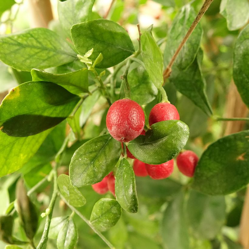 Murraya paniculata (Raccolta)