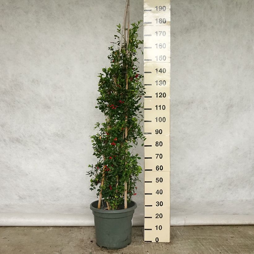 Murraya paniculata - Buis de Chine, Bois jasmin Pot de 18L esemplare consegnato in primavera