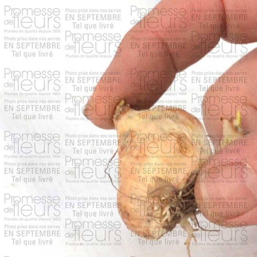 Esempio di esemplare Muscari armeniacum 9+ Bulbe come consegnato