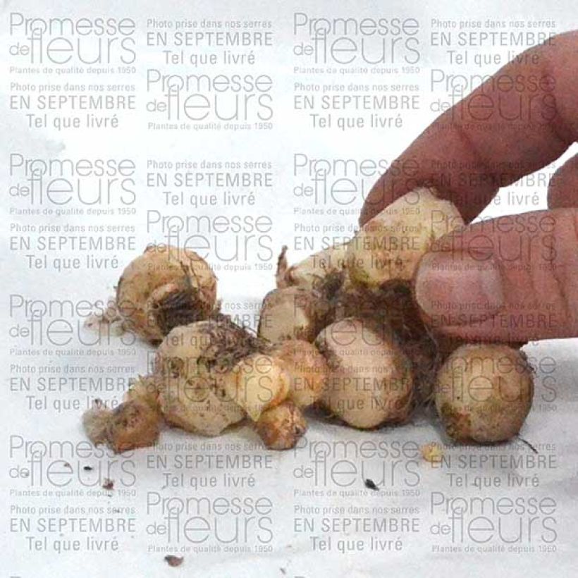 Esempio di esemplare Muscari armeniacum 6+ Bulbe come consegnato