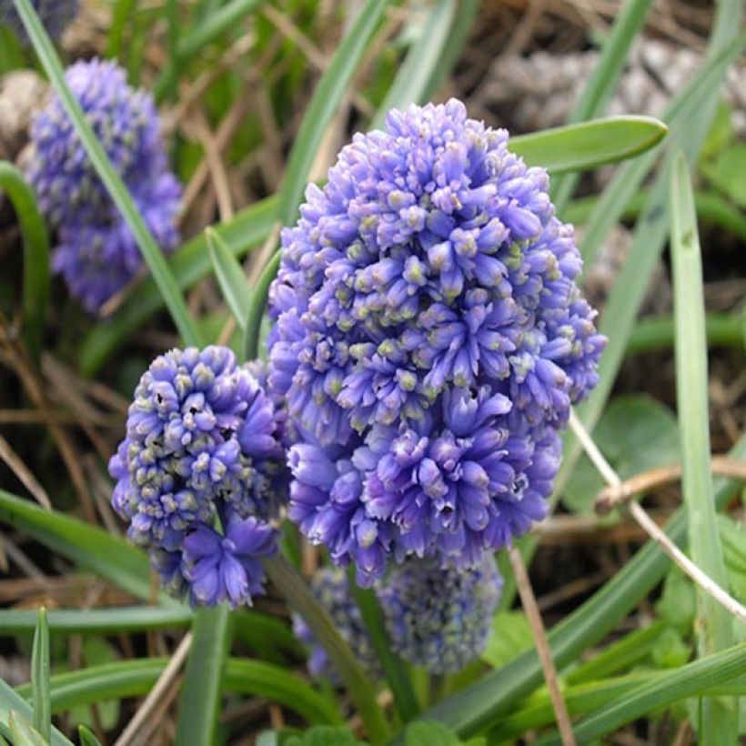 Muscari armeniacum Blue Spike (Fioritura)