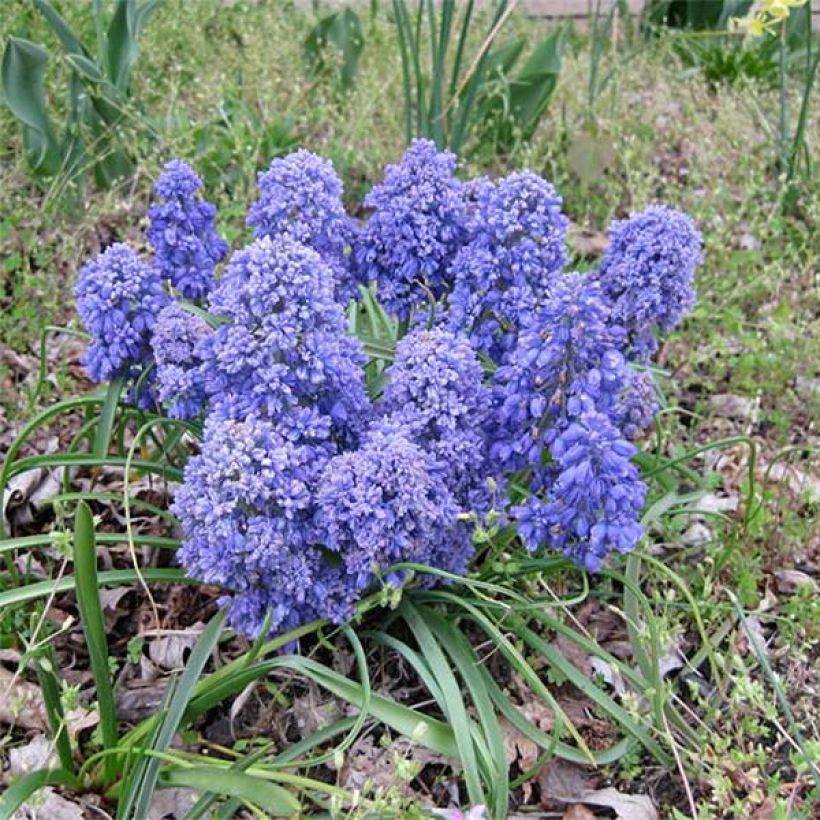 Muscari armeniacum Blue Spike (Porto)