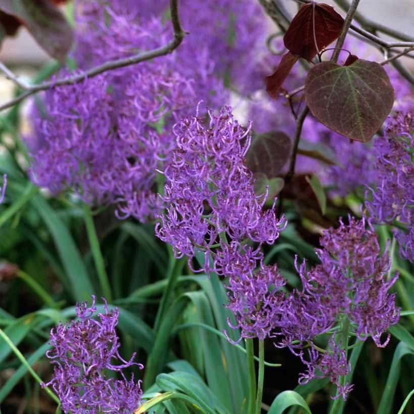 Muscari comosum Plumosum - Cipollaccio (Fioritura)