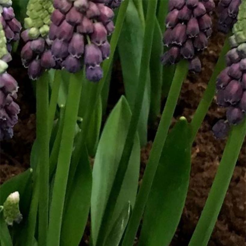 Muscari latifolium Grape Ice (Fogliame)