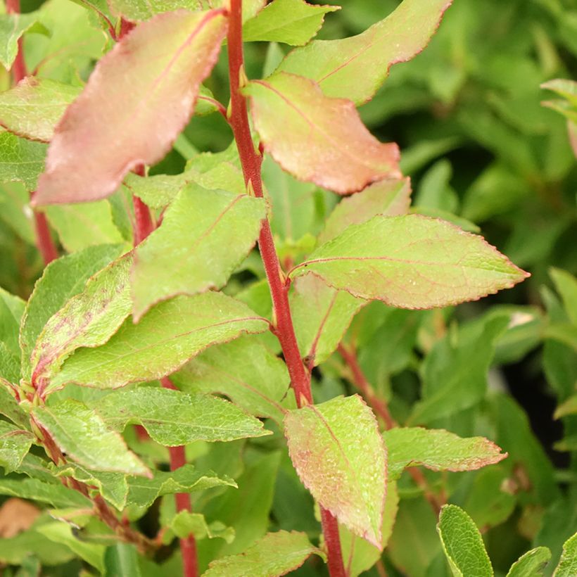 Vaccinium cylindraceum Goutte Bleuef 'Blautropf' - Mirtillo (Fogliame)