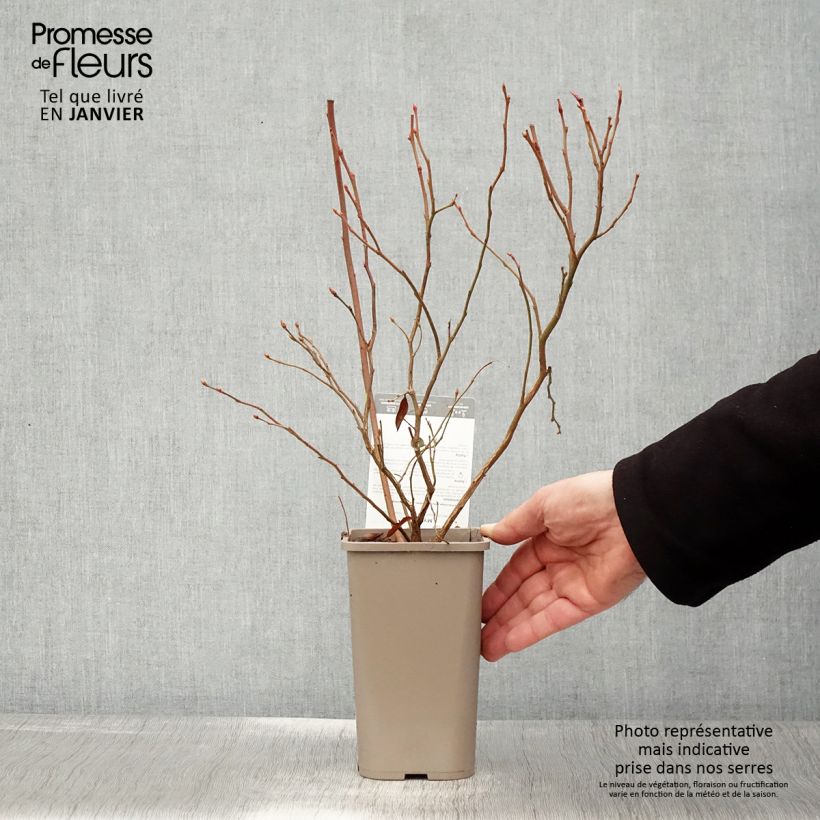 Myrtillier Hortblue Poppins - Pot de 1,5L/2L esemplare consegnato in inverno