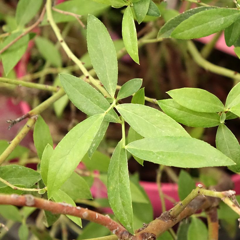 Mirtillo gigante americano - Pink Berry (Fogliame)