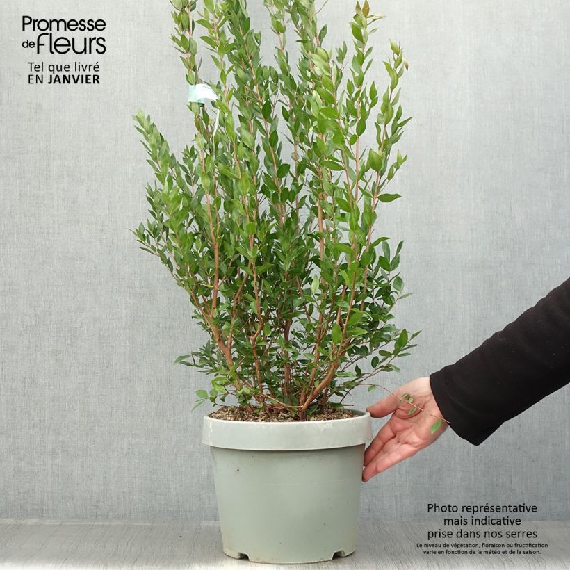 Myrtus communis - Myrte commun en pot de 7,5l/10l esemplare consegnato in inverno