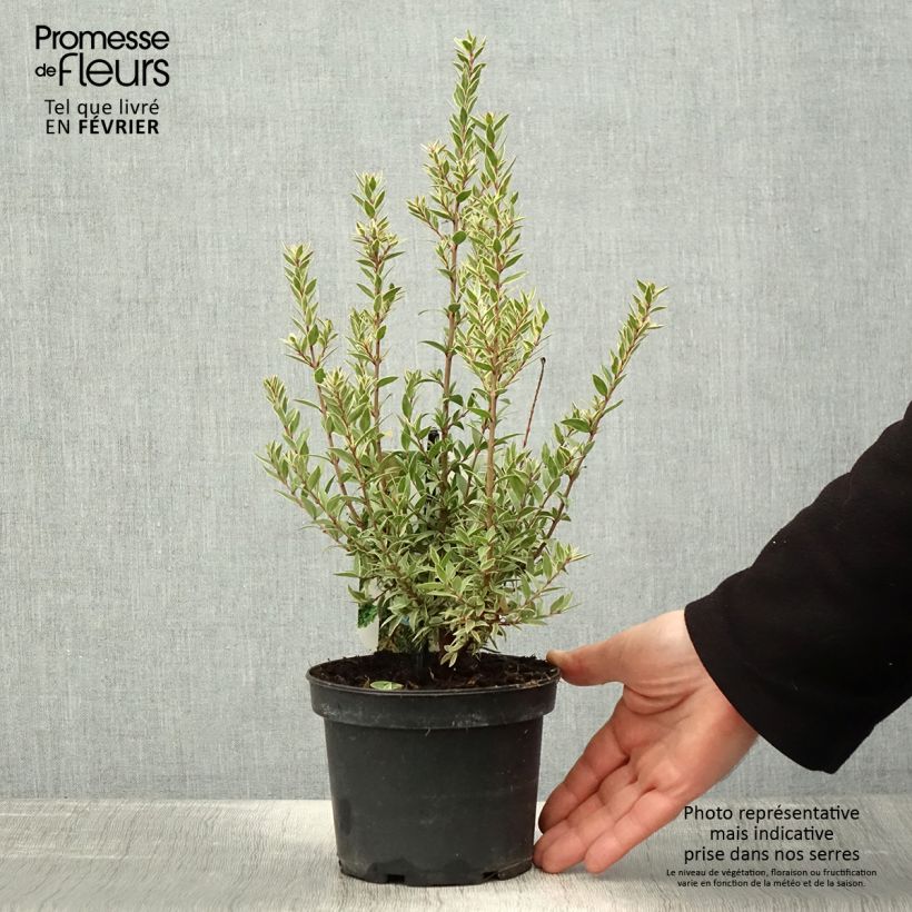 Myrtus communis Variegata - Myrte panaché Pot de 1,5L/2L esemplare consegnato in inverno