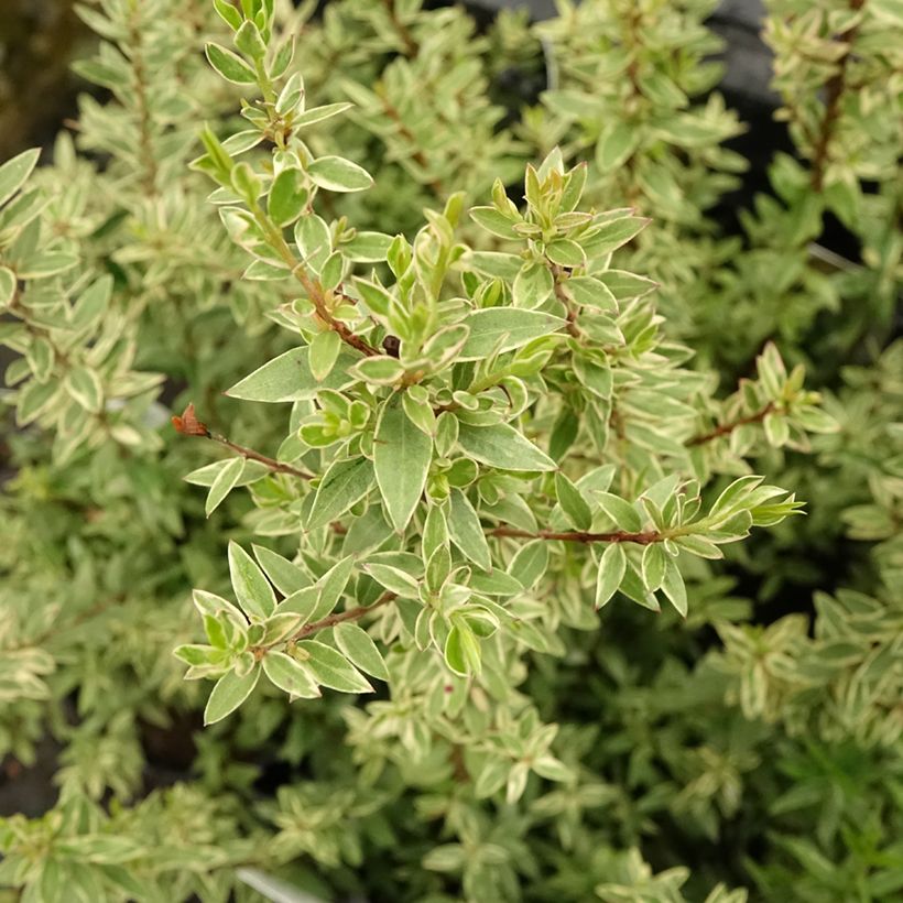 Myrtus communis Variegata - Mirto (Fogliame)