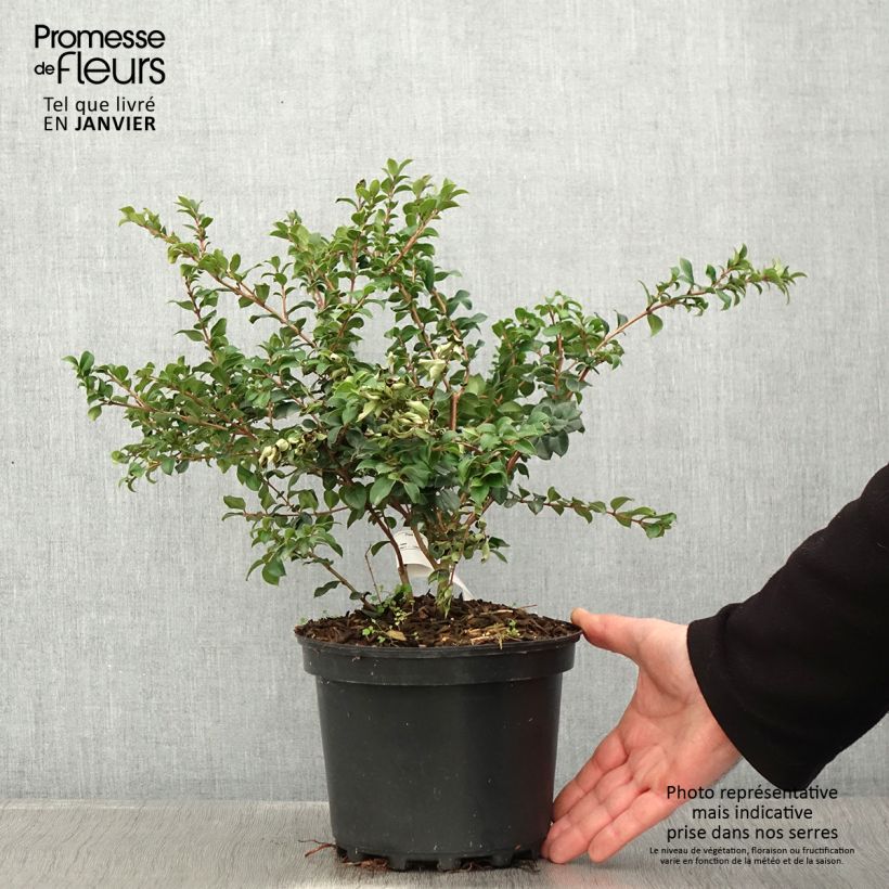 Myrtus luma - Myrte du Chili Pot de 3L/4L esemplare consegnato in inverno