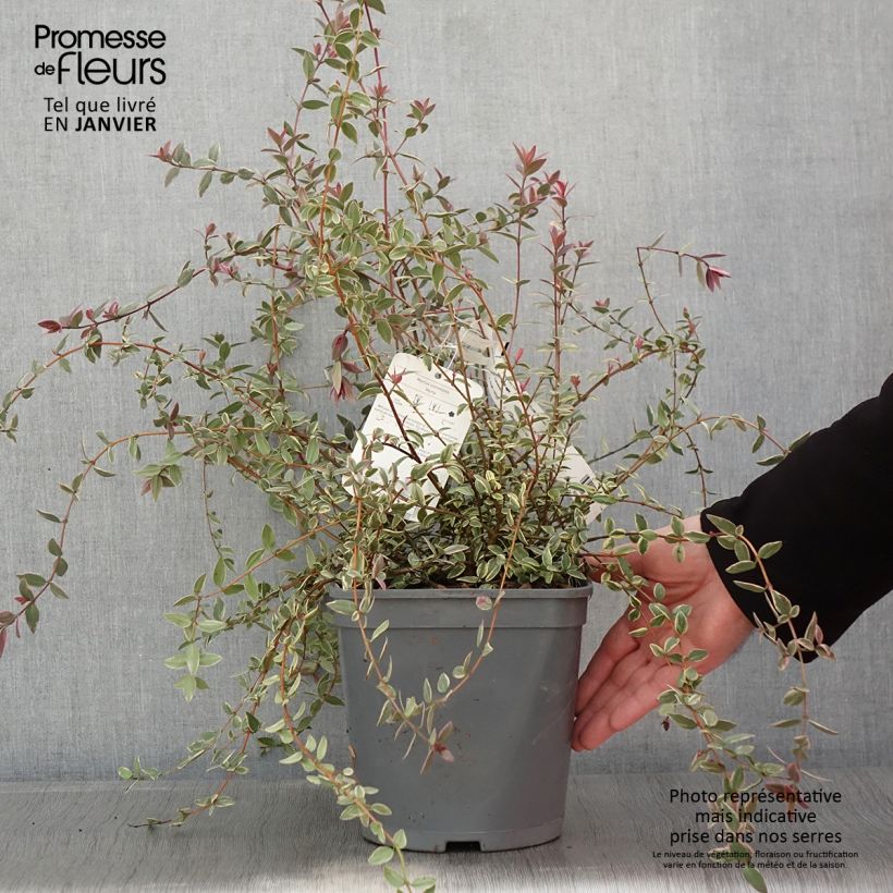 Myrtus ugni Flambeau - Myrte ugni Pot de 3L/4L esemplare consegnato in inverno