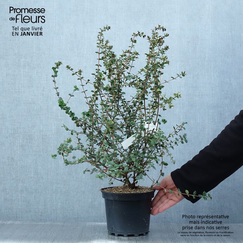 Myrtus ugni ou Ugni molinae Elite Pot de 2L/3L esemplare consegnato in inverno