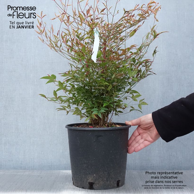 Nandina domestica - Bambou sacré - Pot de 7.5L/10L 50/60 cm esemplare consegnato in inverno