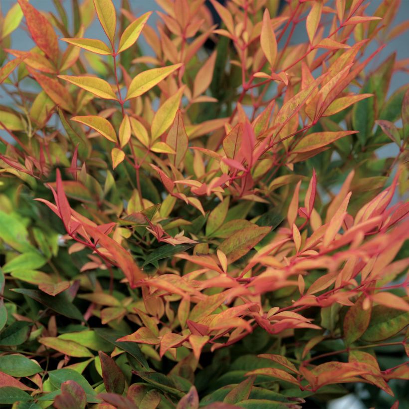 Nandina domestica Gulf Stream (Fogliame)