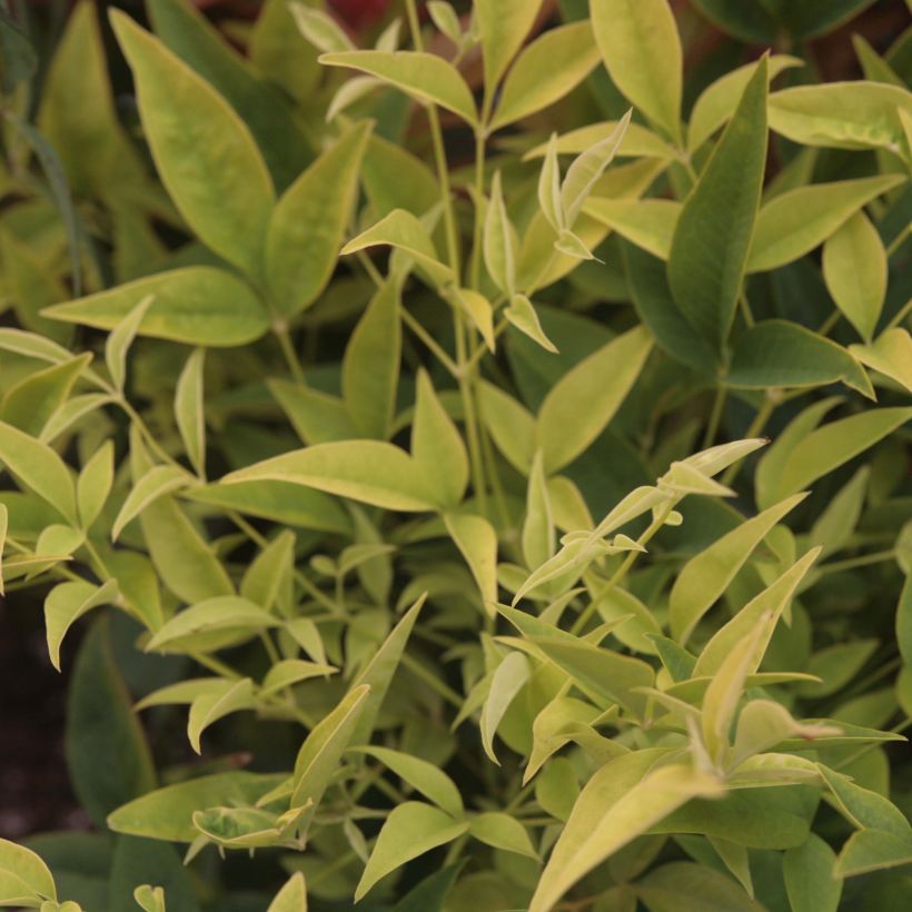 Nandina domestica Lemon and Lime (Fogliame)