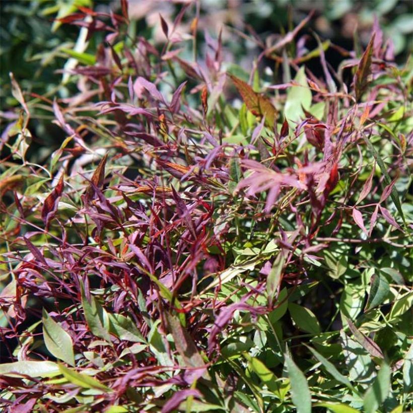 Nandina domestica Sienna Sunrise (Fogliame)