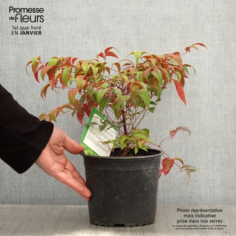 Nandina domestica Wood's Dwarf - Bambou sacré nain Pot de 2L/3L esemplare consegnato in inverno