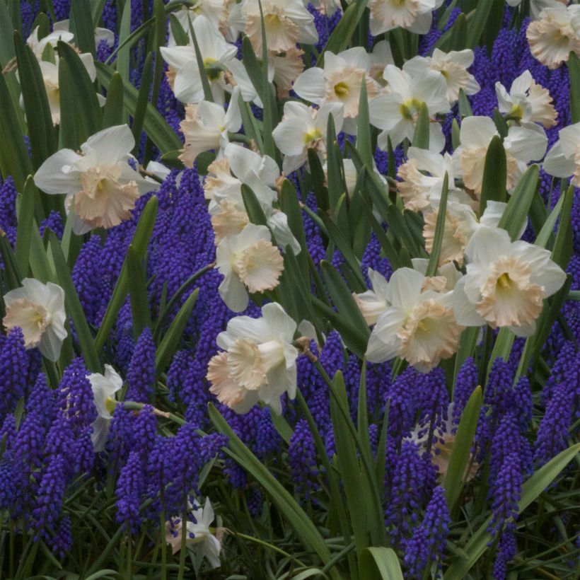 Narciso coronato British Gamble (Fioritura)