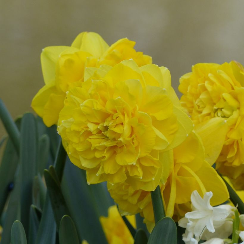 Narciso a fiore doppio Easter Tide (Fioritura)