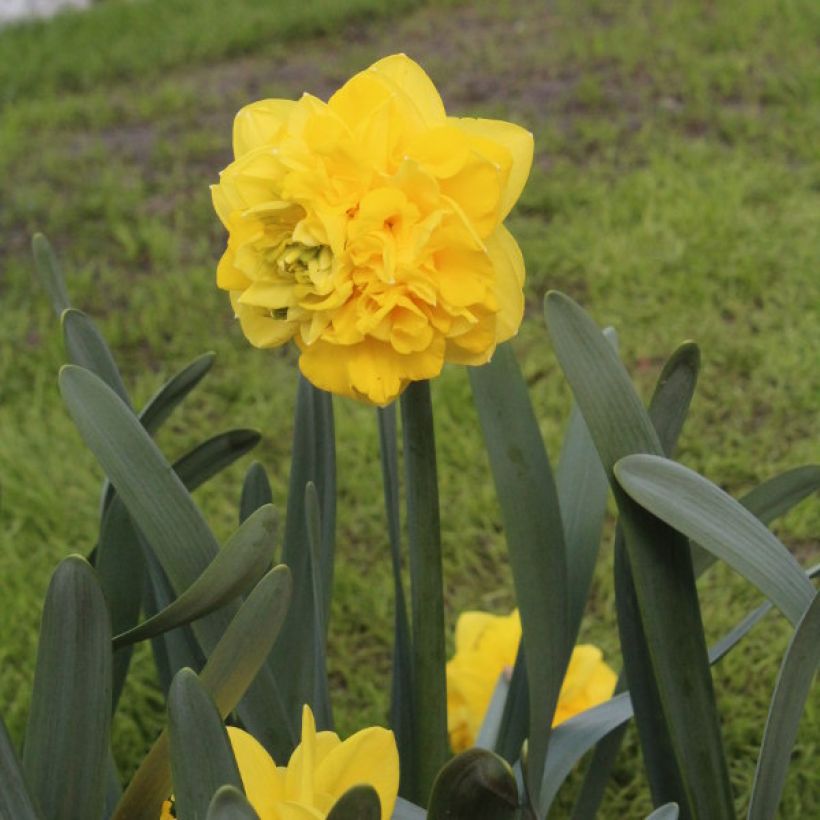 Narciso a fiore doppio Easter Tide (Porto)