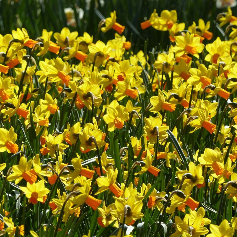 Narciso cyclamineus Jet Fire (Fioritura)