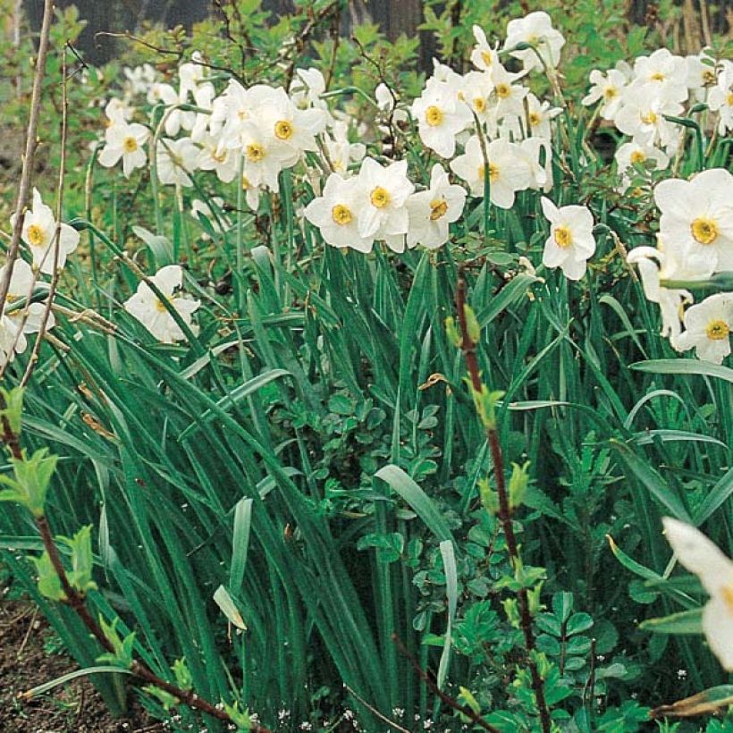 Narciso Actaea (Porto)