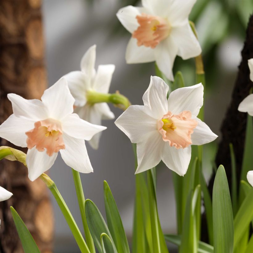 Narciso cyclamineus Reggae (Fioritura)