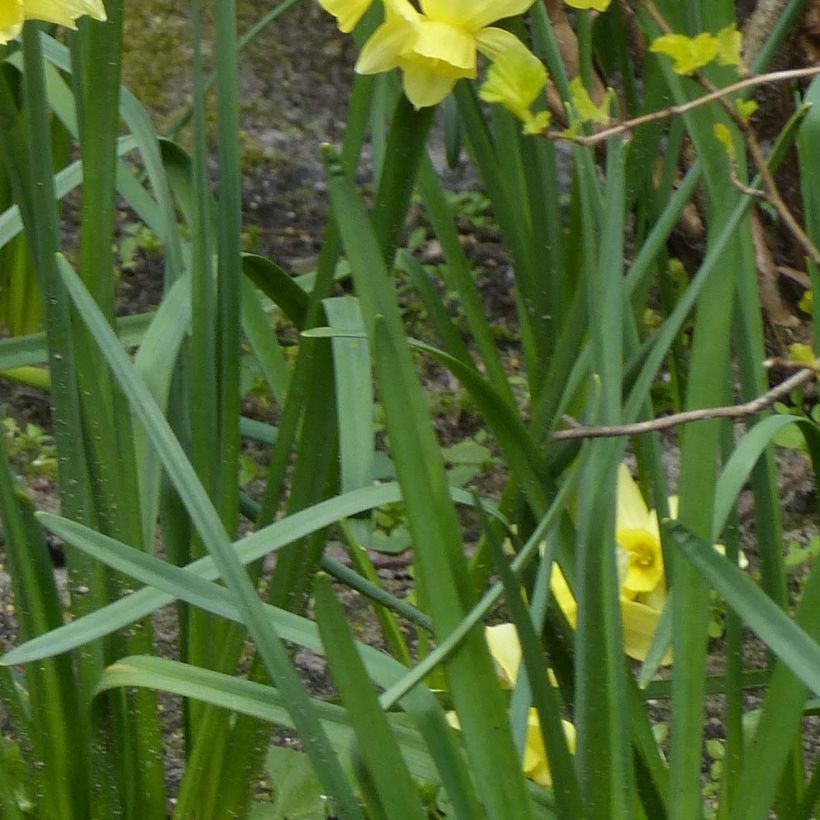 Narciso Stint (Fogliame)