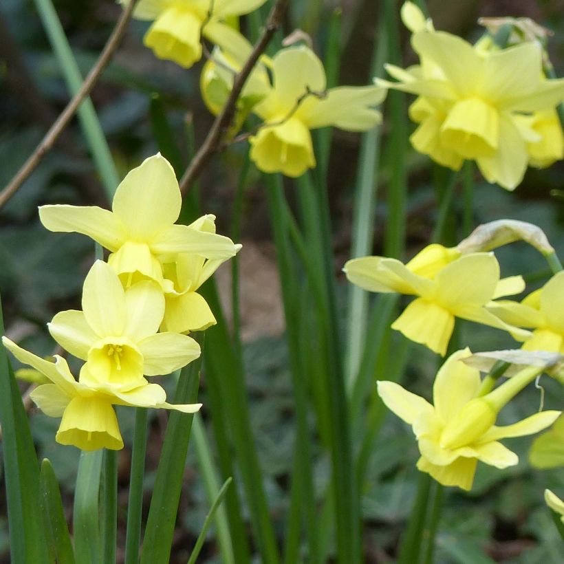 Narciso Stint (Fioritura)