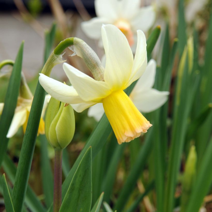 Narciso cyclamineus Winter Walzer (Fioritura)