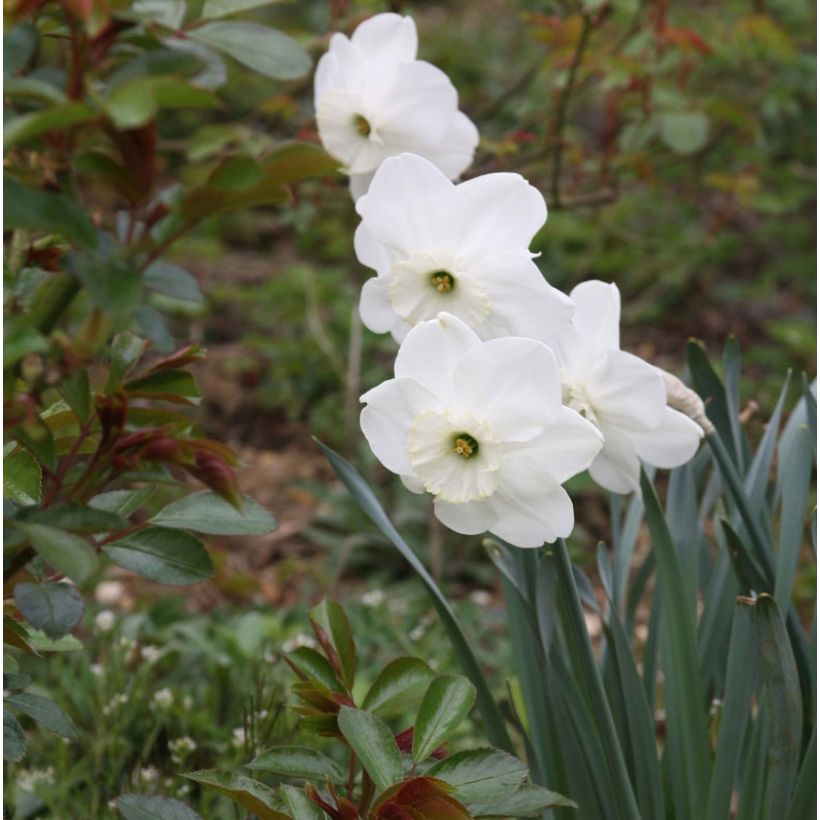 Narciso coronato Piper's End (Fioritura)