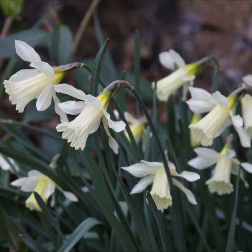 Narciso a tromba WP Milner (Fioritura)