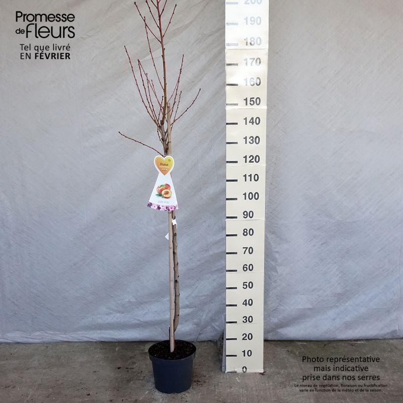 Nectarinier Flavor Top - Prunus persica nucipersica Demi-tige en pot de 7,5l/10l esemplare consegnato in inverno