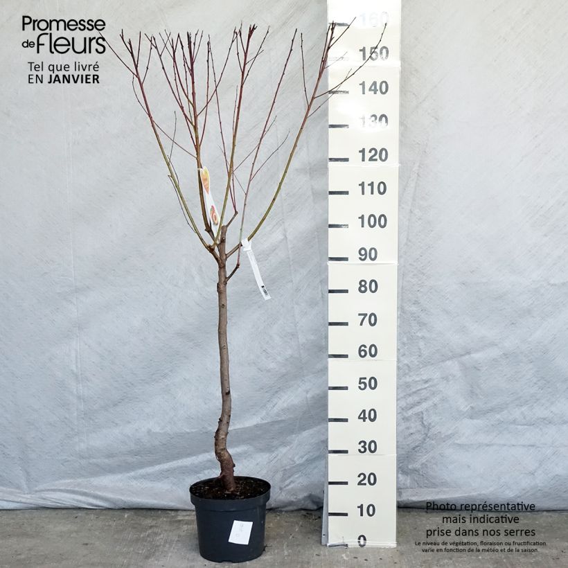 Nectarinier Flavor Top - Prunus persica nucipersica  en pot de 7.5L gobelet esemplare consegnato in inverno