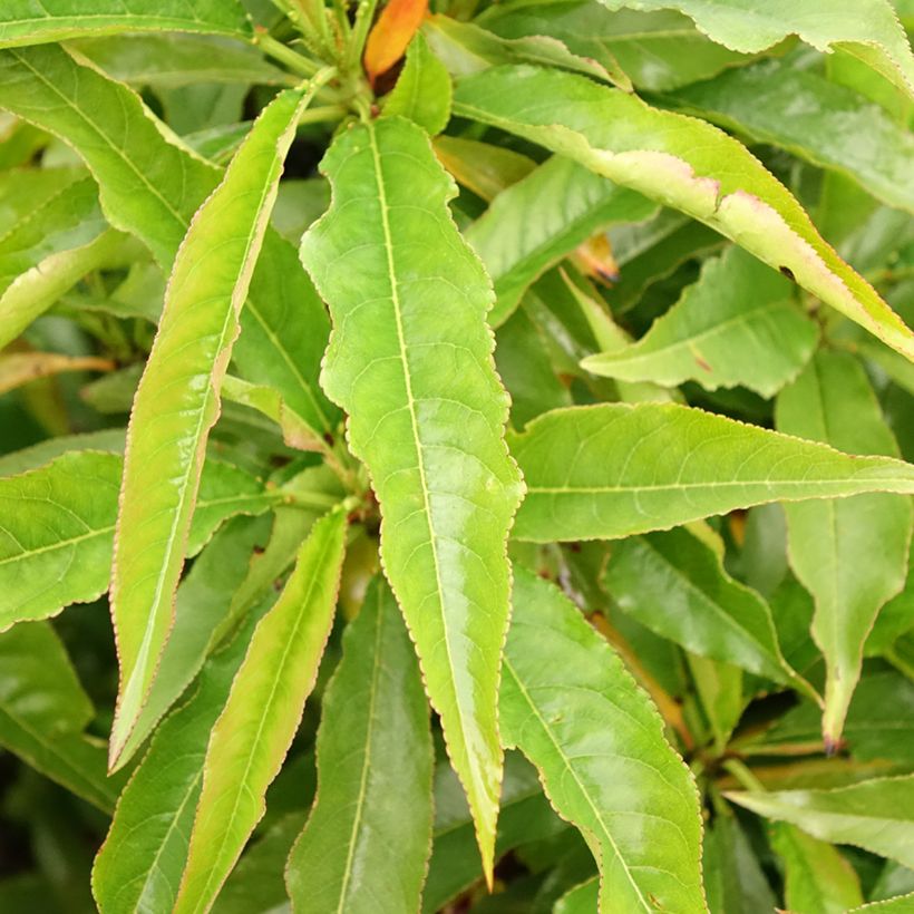 Nettarina Garden Beauty (Fogliame)