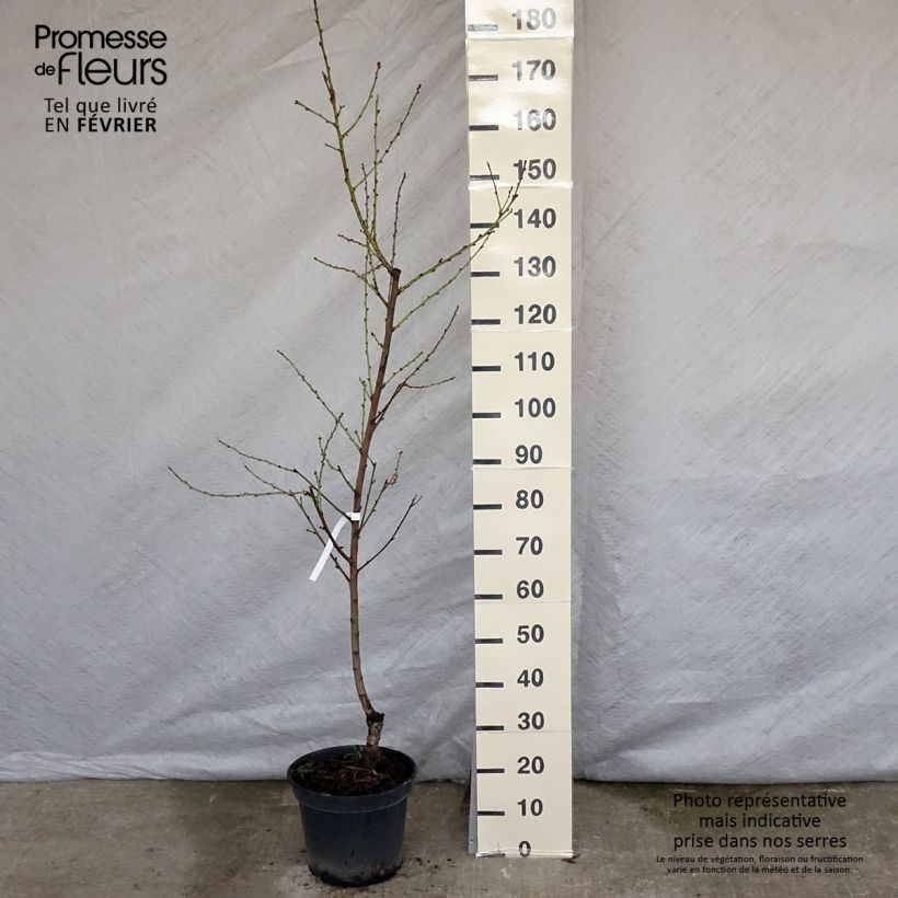 Nectarinier - Prunus persica nucipersica Nectarose Pot de 7,5L/10L esemplare consegnato in inverno