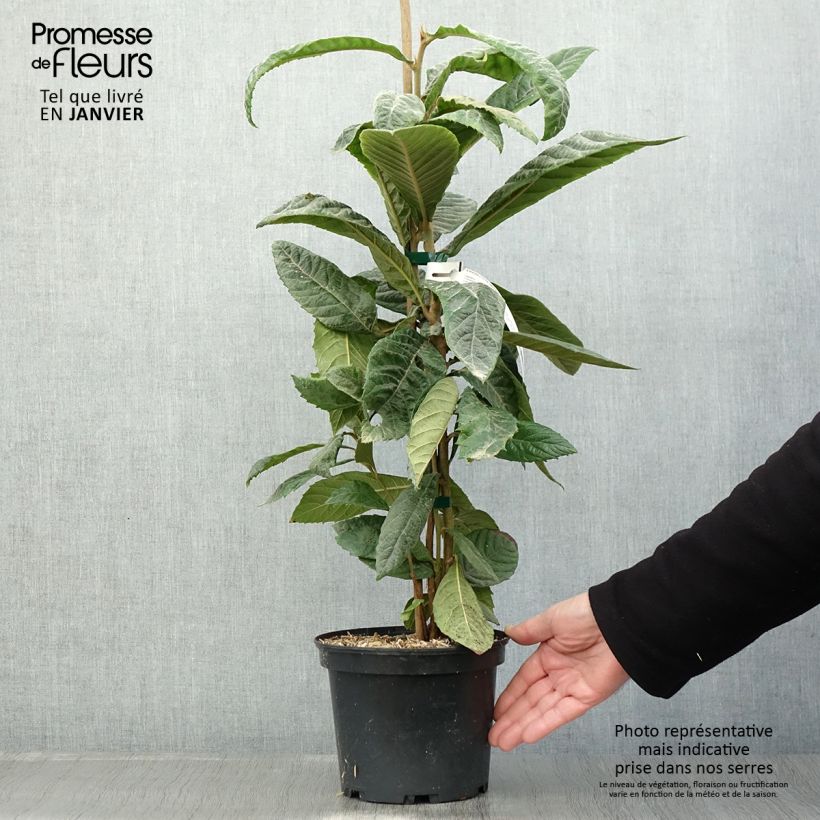 Néflier du Japon - Eriobotrya japonica en pot de 3L/4L esemplare consegnato in inverno